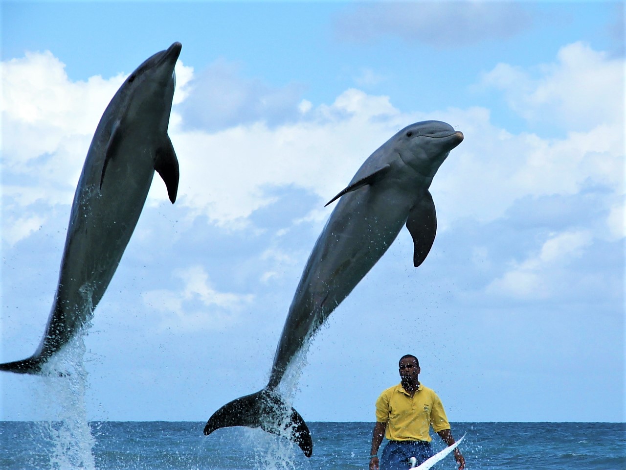 Discover How Much Does a Dolphin Trainer Get Paid? – Via Dolphin